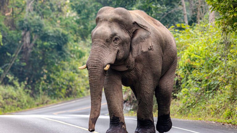 Mammoth de-extinction is bad conservation