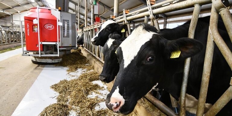 How dairy robots are changing work for cows and farmers
