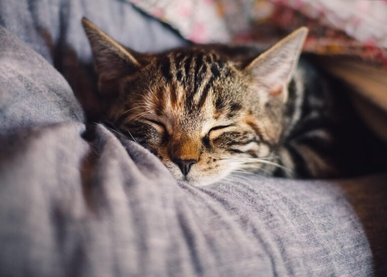 The complex origin story of domestic cats