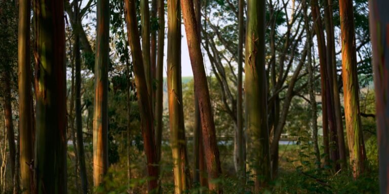 The Download: Apple’s eucalyptus carbon bet, and climate tech’s bad vibes