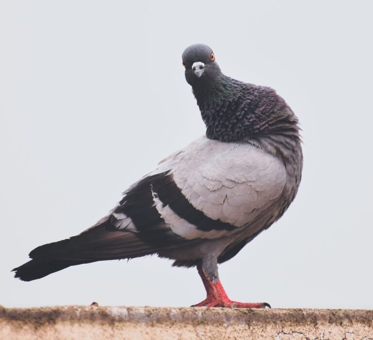 Why Pigeons at Rest Are at the Center of Complexity Theory Why Pigeons at Rest Are at the Center of Complexity Theory