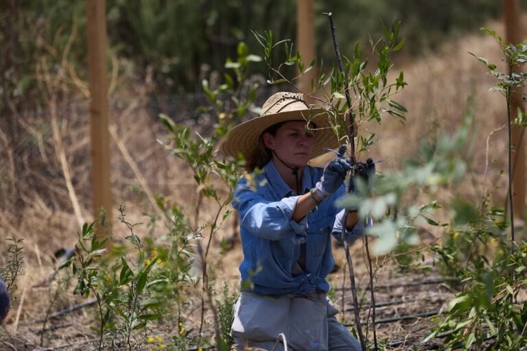 The Japanese method of creating forests comes to Mexico The Japanese method of creating forests comes to Mexico