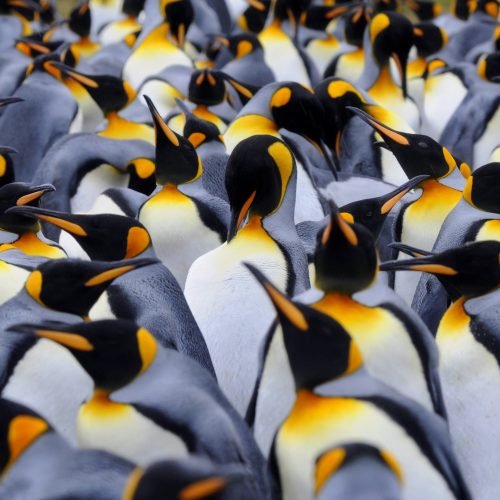 Penguin poop may help preserve Antarctic climate Penguin poop may help preserve Antarctic climate