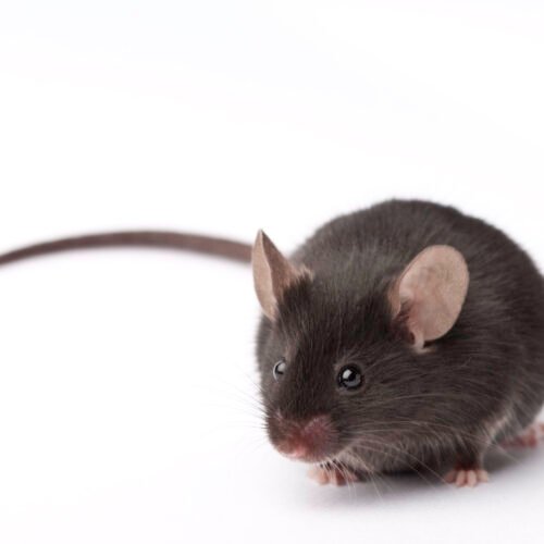 Experimental retina implants give mice infrared vision Experimental retina implants give mice infrared vision