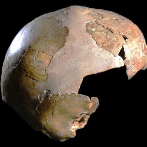 Ancient skull may have been half human, half Neanderthal child Ancient skull may have been half human, half Neanderthal child