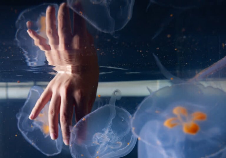 Cyborg jellyfish could explore the deep sea to track climate change Cyborg jellyfish could explore the deep sea to track climate change