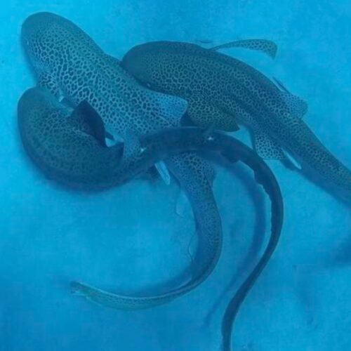 Scientists catch a shark threesome on camera Scientists catch a shark threesome on camera