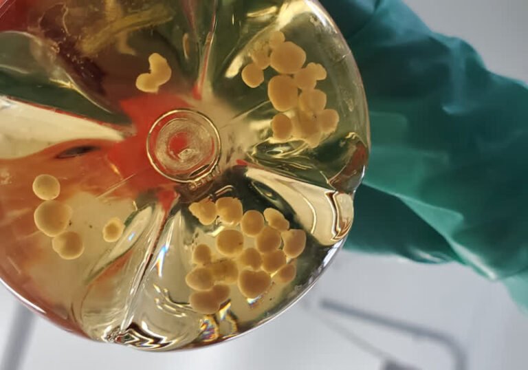 Tiny lab-grown brains could help build the next generation of computers Tiny lab-grown brains could help build the next generation of computers