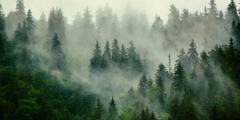 The problem with Big Tech’s favorite carbon removal tech