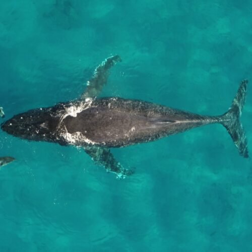 Whale and dolphin migrations are being disrupted by climate change Whale and dolphin migrations are being disrupted by climate change