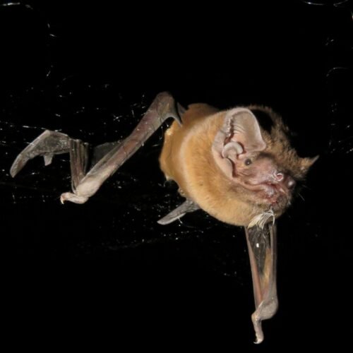 Bats eat the birds they pluck from the sky while on the wing Bats eat the birds they pluck from the sky while on the wing