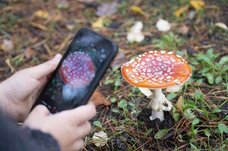 6 Plant Identification Apps to Try in 2026